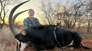 The Sofala Story - Recurve Bowhunt for Record book Sable Bull - Tales From the Willows