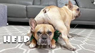 Funny Differences Between Male and Female French Bulldogs