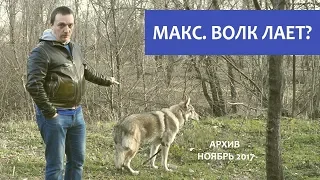 Макс. Волк лает? Умеет ли волк лаять?