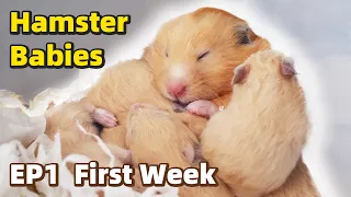 The First Week - Baby Hamsters Episode 1