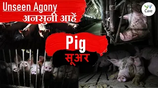 अनसुनी आहें: सूअर | Unseen Agony: Pig | Vegan Hindi India