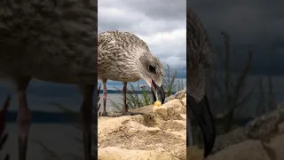 Baby Seagull Eating Food