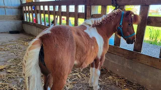 Training your horse or donkey to accept fly spray