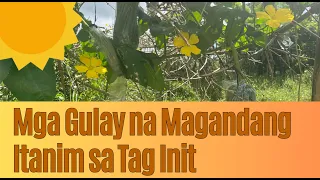 MGA GULAY NA MAGANDANG ITANIM SA TAG INIT | VEGETABLES FOR SUMMER SEASON | PLANT LOVER'S DIARY