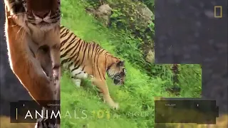 Tigers 101   National Geographic 0s   34s FK3dav4bA4s