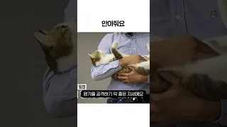 sub) 고양이가 안아달라면 안아줌?