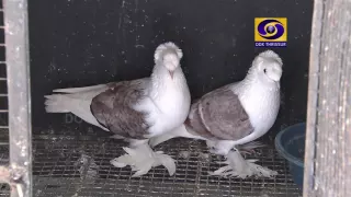 kerala famous fancy pigeon farm in  palakad subhash2015-2016
