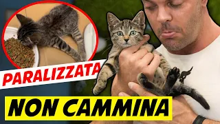 SALVIAMO UNA GATTINA PARALIZZATA