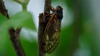 Missouri and Illinois will see billions of cicadas this spring, but not all in one place