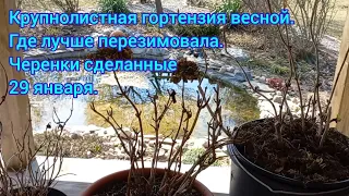 ГОРТЕНЗИЯ КРУПНОЛИСТНАЯ.Весенняя обрезка,подкормка,обработка #гортензиякрупнолистна#гортензиявесной