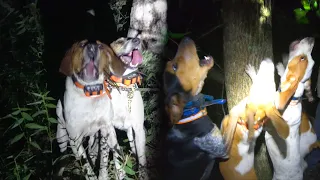 5 BEARS TREED WITH HOUNDS!