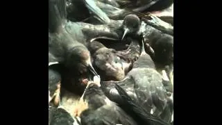 Rescued Sooty Terns Eating