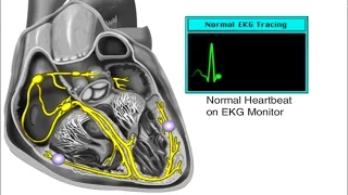 How the Heart Works - Electrical System of the Heart Animation - Cardiac Conduction Video - ECG