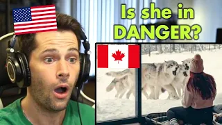 American Reacts to CRAZY Canadian Wildlife Encounters