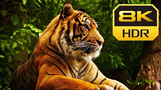 Ultimate Wild Animals Collection in 8K ULTRA HD / 8K TV With Relaxing Music