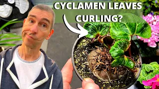 CYCLAMEN LEAVES CURLING? -  Cause and Solution