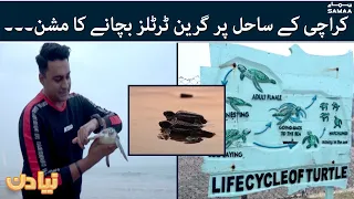 Mission to save green turtles on Karachi Sea - Naya Din - #SAMAATV - 28 Dec 2021