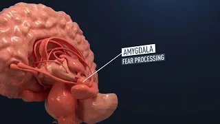 3D science animation - How does MDMA affect the brain  (No Audio)