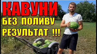 🍉КАВУНИ НА ХМЕЛЬНИЧЧИНІ 🍉 Кавун достиг.Смакуємо Кавунами. Вирощування кавунів без поливу.Україна !!!