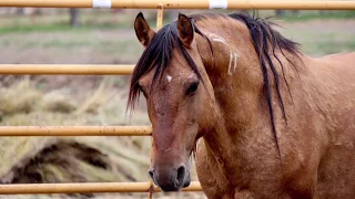 Living Legacy of the Black Hills Wild Horse Sanctuary