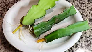 How to Root Dragonfruit cuttings during Winter