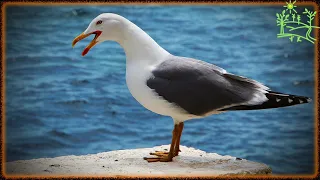 Голоса птиц Как поёт Чайка морская (Larus marinus)