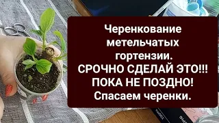 Спасаем черенки метельчатых гортензий. Срочные меры.