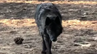 Friendly Wolf Attack