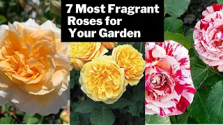 7 Most Fragrant Roses for Your Garden | Sweet Smelling English Roses with Names |Swaroopa Diaries