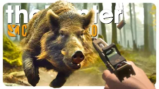 I hunted EVERY pig species in the game! | theHunter: Call of the Wild