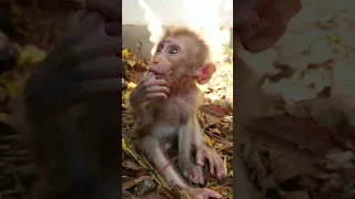 baby monkey is lonely