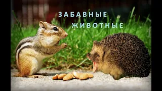 Самые прикольные забавные животные funny animals