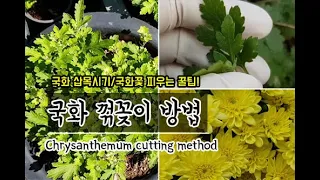 How to Cut Chrysanthemums-When to Cut / Flower Tips!
