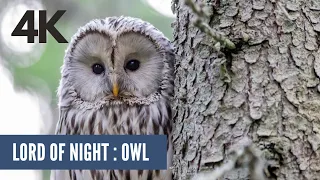 A Funny Owls And Cute Owls | THE EAGLE OWL: THE LORD OF NIGHT | BEAUTIFUL OWL ON THE PLANET | HD |