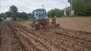 МТЗ - 80 сіє кукурудзу буряковою сівалкою ССТ - 6.