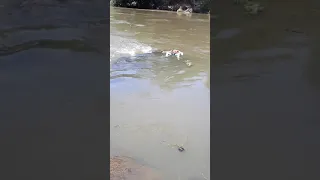 Fui pescar no Rio Guandu olha oque passa por mim boiando 15/11/2021.