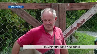 Чим мешканці Запоріжжя допомагають безпритульним тваринам та як проблему вирішує місто