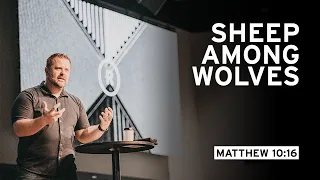 Sheep Among Wolves (Matthew 10:16)