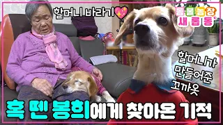 [#새롭동물농장] 몸만한 크기의 혹을 떼고 다시 집으로 돌아온 봉희🐶 할머니랑 매일 건강하게 함께하길🙏 / EP.1151 #TV동물농장 #AnimalFarm #SBSstory