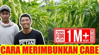 TIPS AGAR CABE BERBUAH BANYAK DAN LEBAT | CARA MENANAM CABE