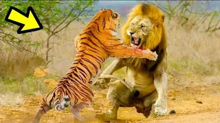 10 Batallas Épicas De Animales Captados en CÁMARA | E.p 21 | LEÓN vs TIGRE