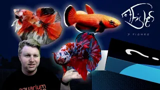 7 Fishes Betta Unboxing - 6 New Pairs of Bettas!
