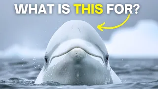 How Beluga Whales Adapted to the Arctic's Extreme Cold