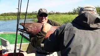 ARE YOU KIDDING?!? Trophy King Salmon Caught in Alaska!! (full video)