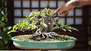 Salto de calidad en Bonsai Fantasía 2024