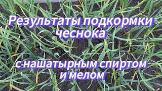 Положительные и отрицательные стороны подкормки чеснока с нашатырным  спиртом и мелом