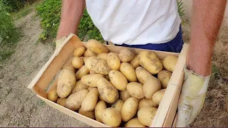 Влог из Прованса. Конец  июля. Урожай еда сад/Все, что вы любите! КАРТОШКА 🍟