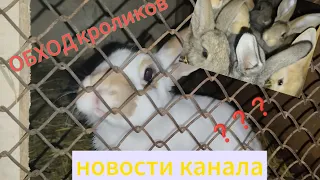 ОБХОД кроликов. Новости канала. Канал для КРОЛИКОВОДОВ#кролики_разведение #крольчиха #окрол#кролики