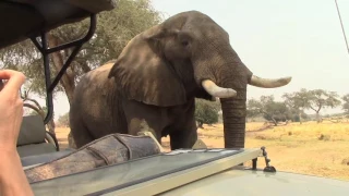 Elephant joins tea time in Mana Pools