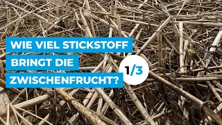 Wie viel Stickstoff bringt die Zwischenfrucht? (Teil 1/3)